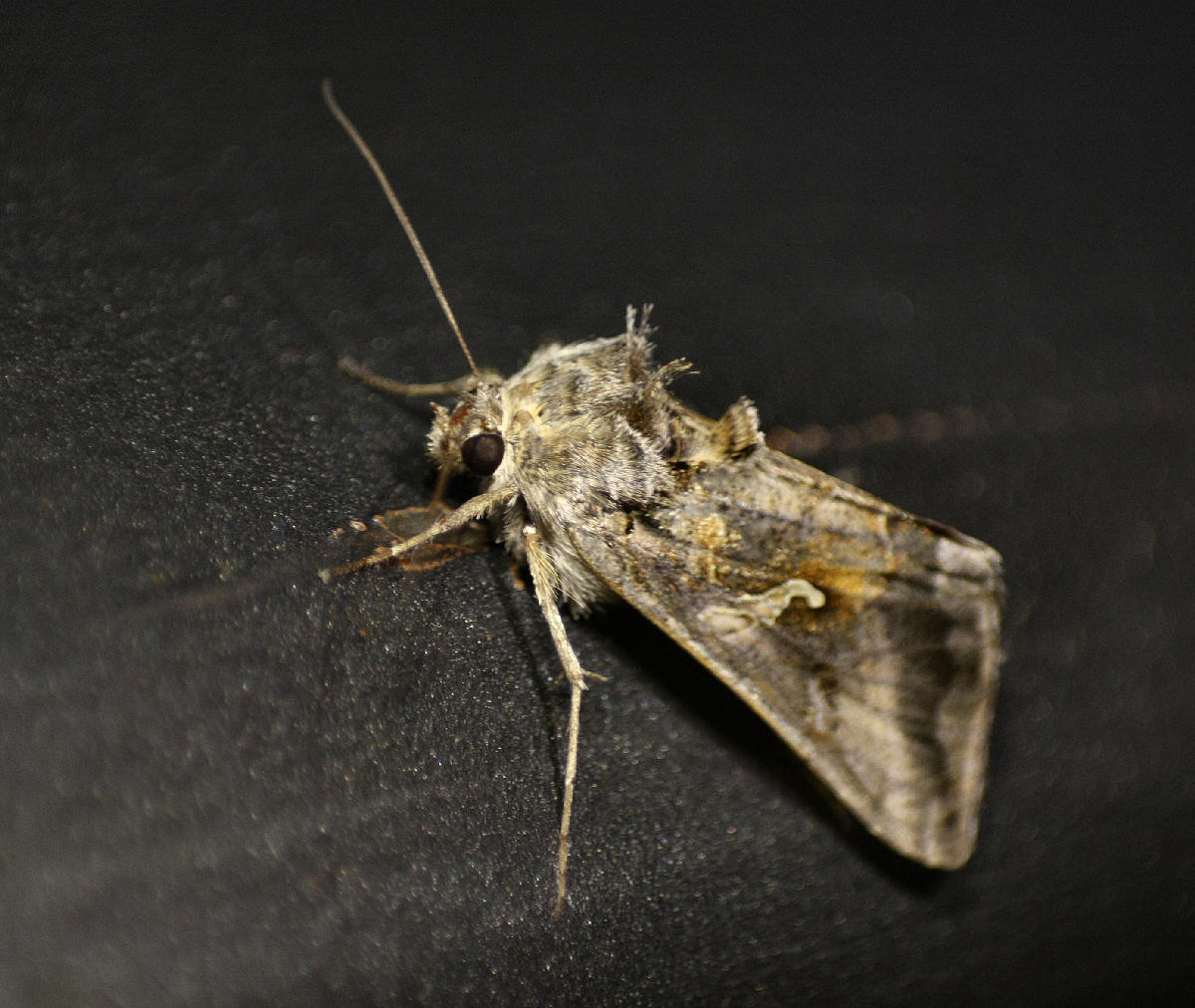 notturna da identificare - Autographa gamma